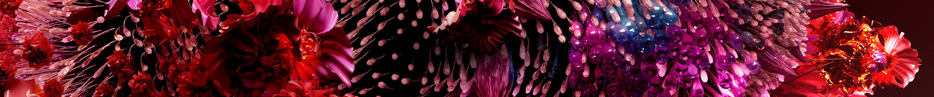 Discover Banner