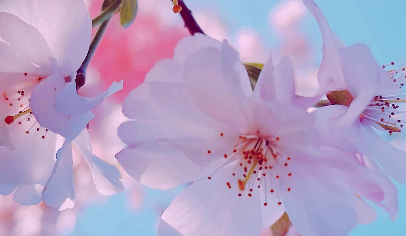Music for the Spring Season | Universal Production Music